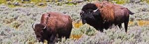 173 BISONS - PARC NTL [YELLOWSTONE NPS]