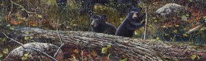 776, Black bear cubs, Jim Hansel