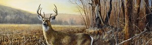 801, Bluff-country buck, Jim Hansel